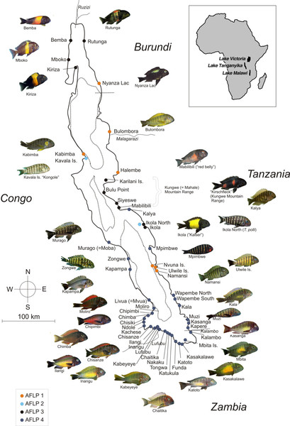 Fish of Lake Tanganyika Map
