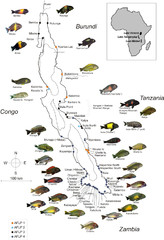 Fish of Lake Tanganyika Map